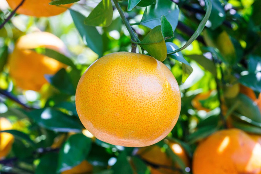 تفسير رؤية البرتقال في المنام حسب تفسير ابن سيرين