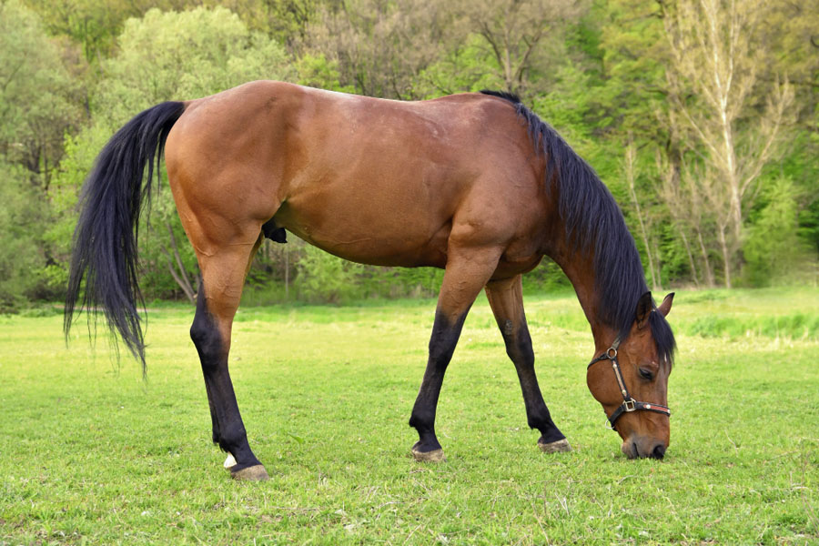 دلالة الحلم بالخيل في منام الرجل