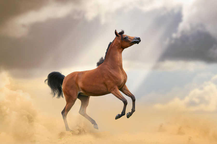 تفسير حلم الحصان في علم النفس