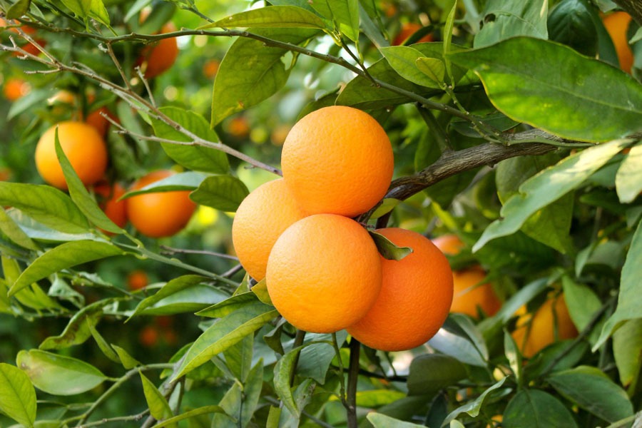 تفسير حلم شجرة البرتقال