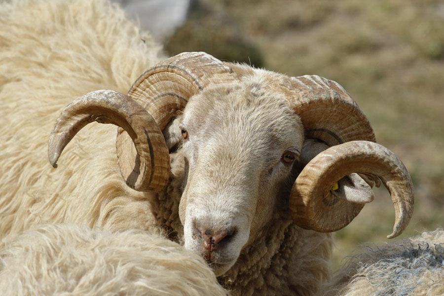 تفسير رؤية الخروف الكبير في المنام