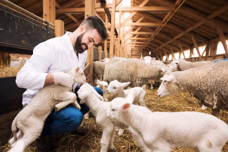 تفسير رؤية الخروف في المنام للرجل