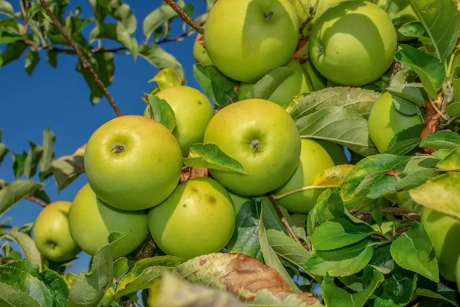 تفسير رؤية شجرة التفاح في المنام