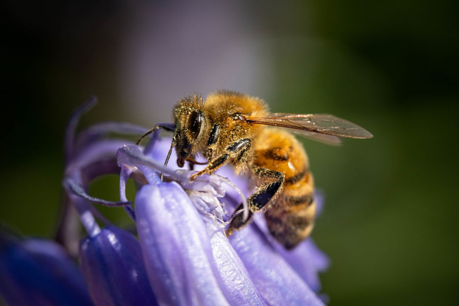 تفسير رؤية الخوف من النحل في المنام