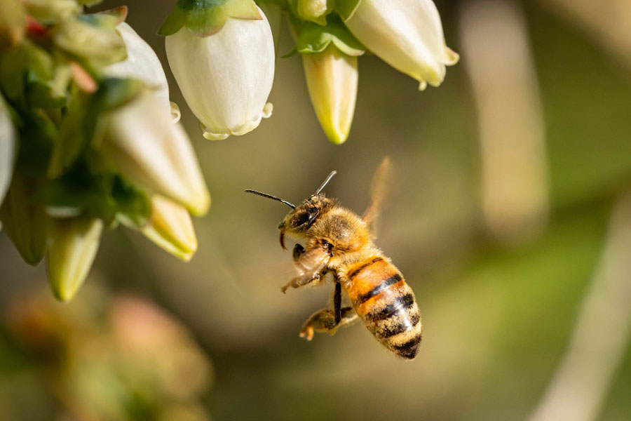 تفسير رؤية هجوم النحل في المنام