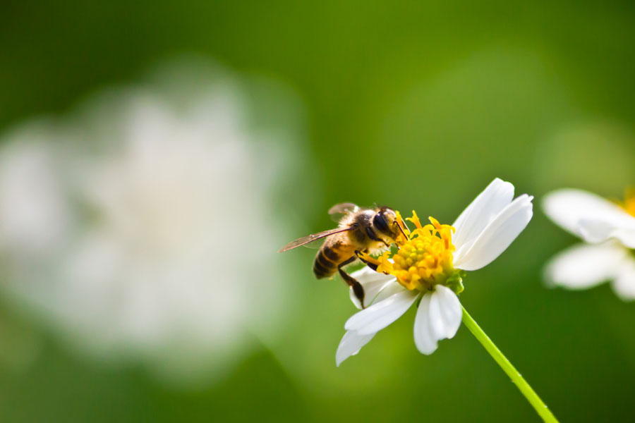 تفسير رؤية النحل في المنام لابن سيرين