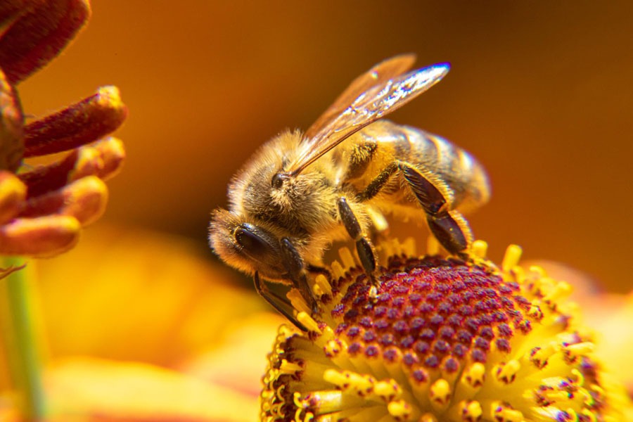تفسير رؤية لسعة النحل في المنام