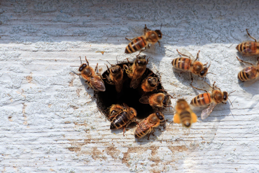 تفسير رؤية مطاردة النحل في المنام