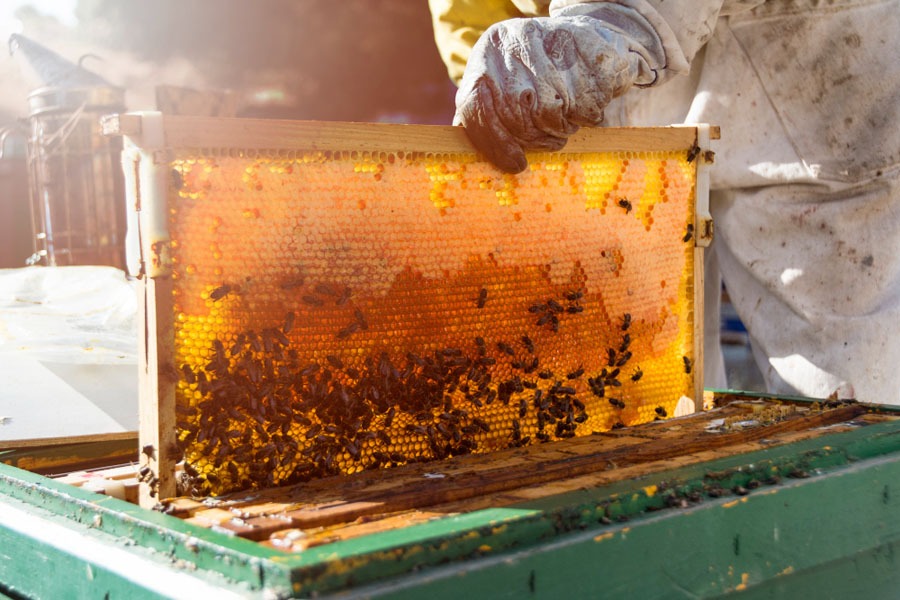 تفسير رؤية العسل في المنام لابن سيرين